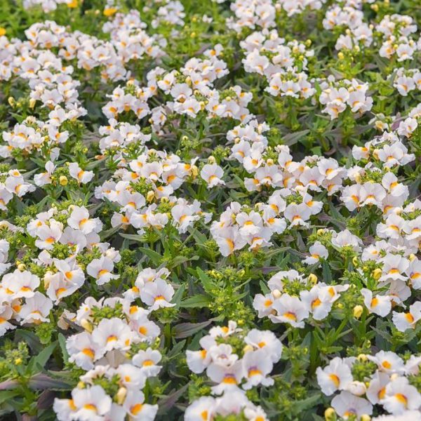 A field of white flowers with yellow centers and green foliage resembles a natural tapestry, similar to finding a Nemesia 'Plums and Custard' 6" Pot.