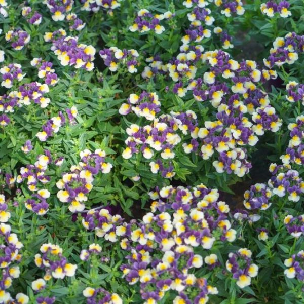 Purple and yellow flowers with green leaves densely covering the ground.