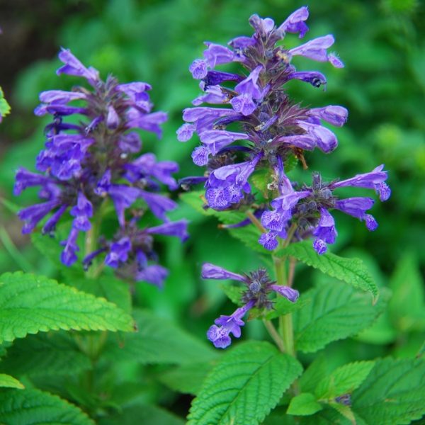 Nepeta 'Walkers Blue' Catmint (Copy), with its purple tubular flowers and serrated green leaves, thrives beautifully when planted in a garden setting.
