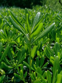 A close-up of the Pittosporum 'Green Glow' in an 8" pot shows its dense, elongated green leaves and prominent central stem surrounded by uniformly growing foliage bathed in sunlight.