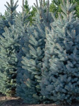 A row of Picea 'Sky Blue' Spruce trees, each flourishing with dense blue-green needles in a 10" pot.