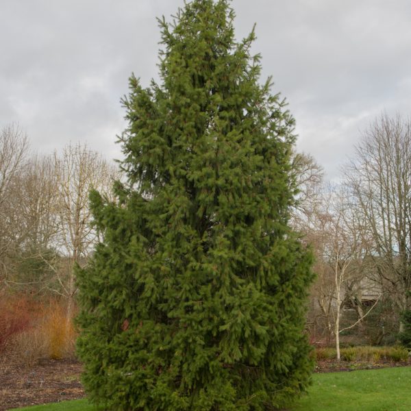 A Picea 'Himalayan Spruce' 16" Pot stands on a green lawn, framed by leafless deciduous trees and a cloudy sky.