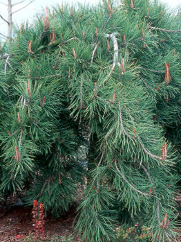 Pinus 'Weeping Red Pine' is a dense, weeping pine with long, drooping green needles that thrives in landscaped gardens. Sold in a 12" pot.