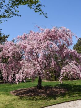 A weeping cherry tree with pink blossoms stands in a grassy area, surrounded by other trees, under a clear blue sky.