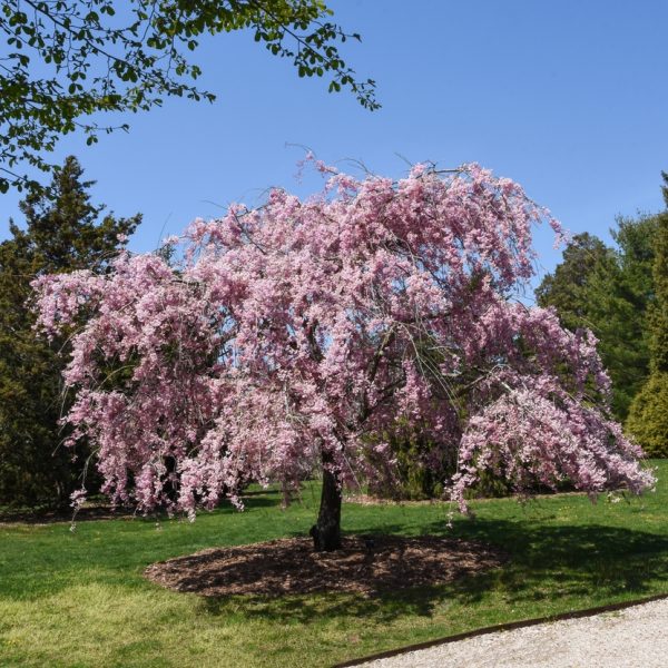 A weeping cherry tree with pink blossoms stands in a grassy area, surrounded by other trees, under a clear blue sky.