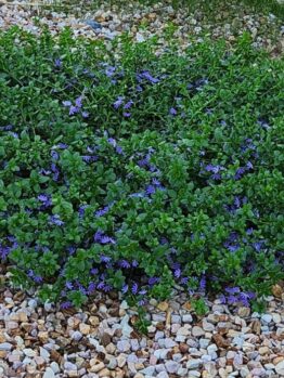 A patch of low-growing green foliage with small purple flowers is surrounded by brown and white pebbles. Grass is visible in the background.