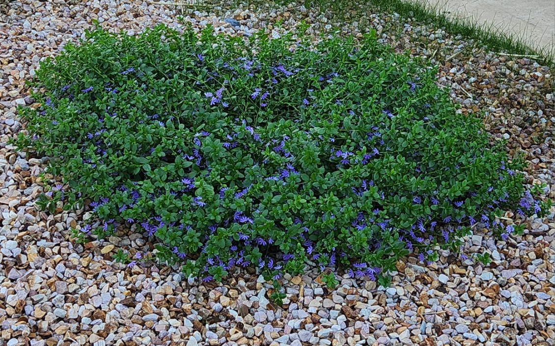 A patch of low-growing green foliage with small purple flowers is surrounded by brown and white pebbles. Grass is visible in the background.