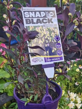 The Antirrhinum 'Snap In Black Apricot' Snapdragon comes in a 6" pot, complete with a label showing care instructions and a photo of the mature blooms.
