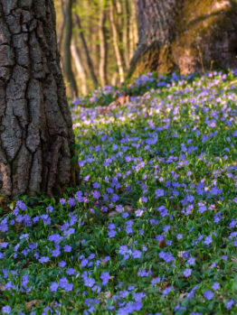 Tree trunks in a forest with a dense carpet of small purple flowers covering the ground under dappled sunlight.
