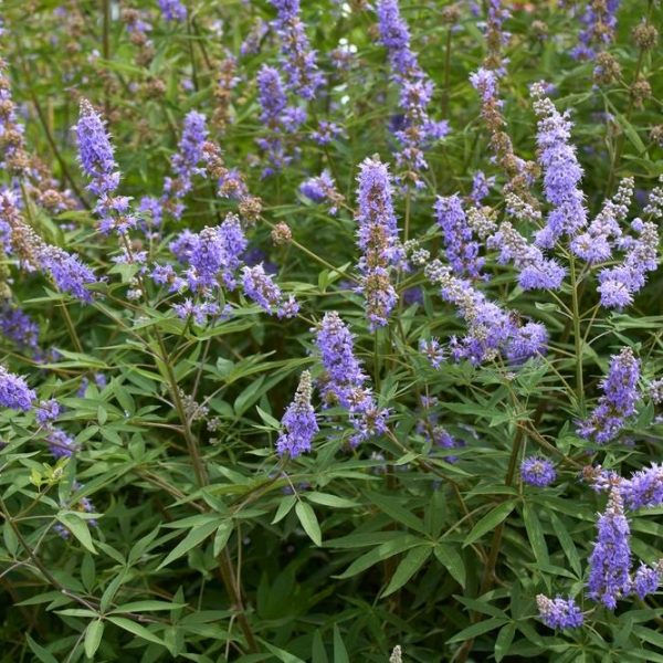 The Vitex 'Chaste Tree' in an 8" pot showcases dense clusters of purple flowers with pointy petals and long green leaves, adding charm to any garden setting.