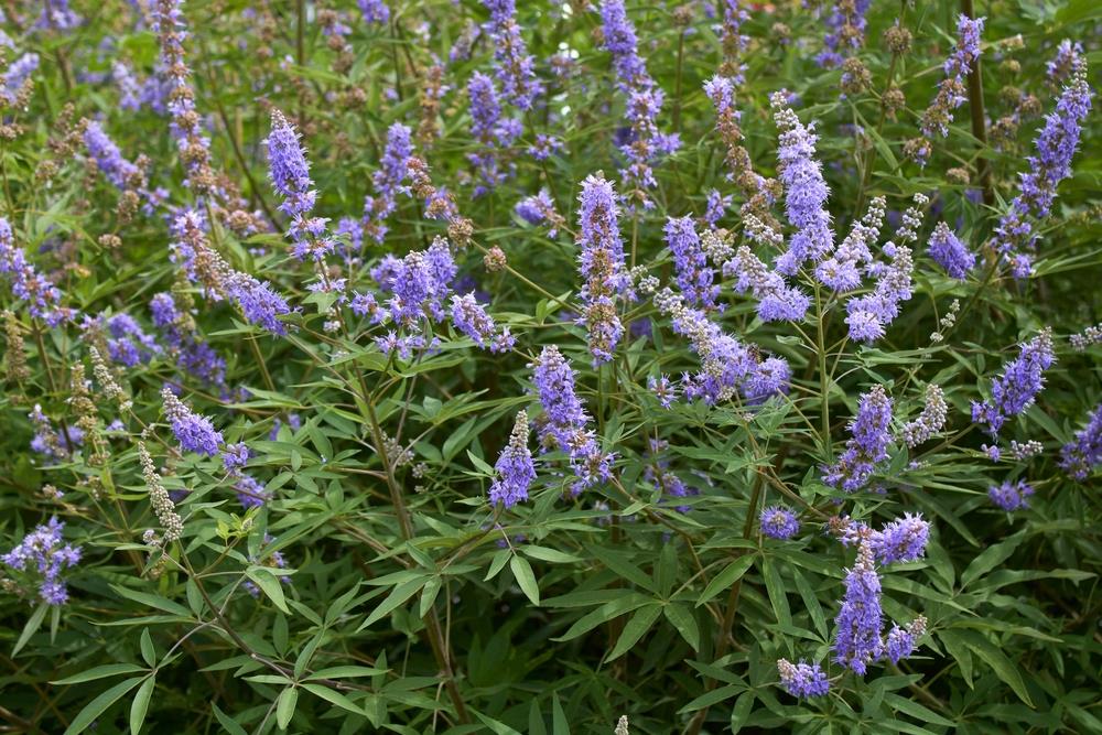 The Vitex 'Chaste Tree' in an 8" pot showcases dense clusters of purple flowers with pointy petals and long green leaves, adding charm to any garden setting.