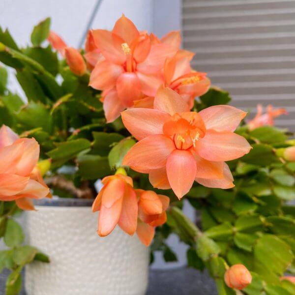 A Zygocactus 'Orange' in a 15 cm pot displays green segmented leaves and orange-pink blooms, sitting on a grey surface with a striped background.