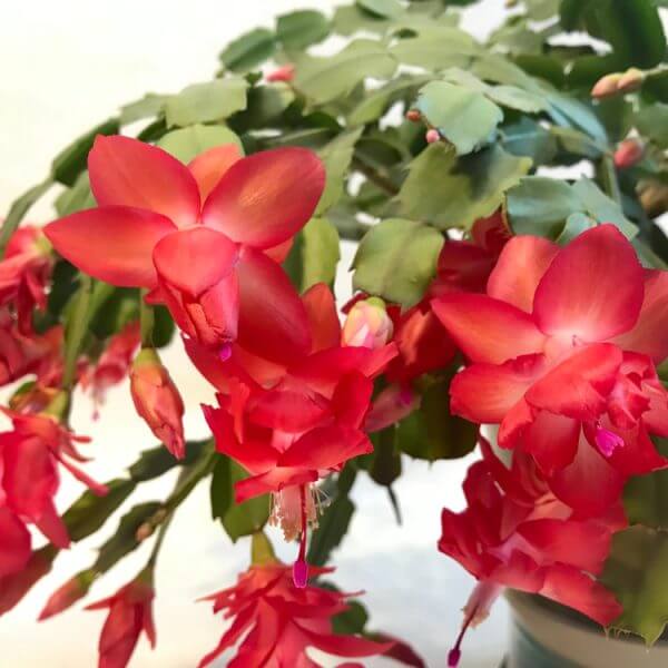 The Zygocactus 'Red' in a 15 cm pot features green segmented leaves and vivid pink-red flowers, making it a striking pot plant.