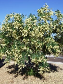Tree with dense, light yellow blossoms and green leaves against a clear blue sky, standing in a gravel area near a paved surface and a fence.