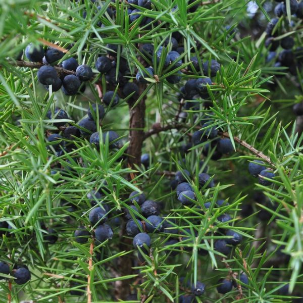 Close-up of Juniperus ‘Juniper Berry’ in a 12” pot, highlighting its green needle-like leaves and clusters of small dark blue berries.
