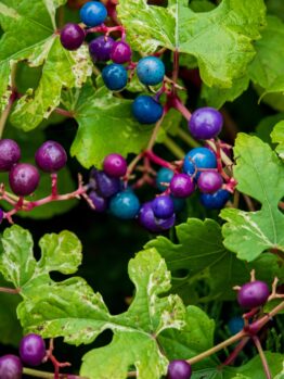 Green leaves with clusters of vibrant blue and purple berries in various stages of ripeness.