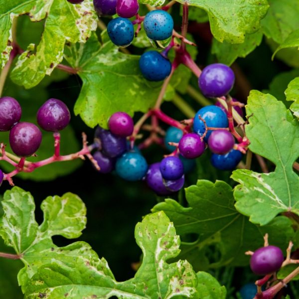 Green leaves with clusters of vibrant blue and purple berries in various stages of ripeness.