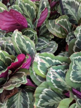 A cluster of Calathea illustris 'Rose Painted Calathea' plants in a 6" pot displays green and white patterned leaves with vibrant purple undersides, thriving beautifully.