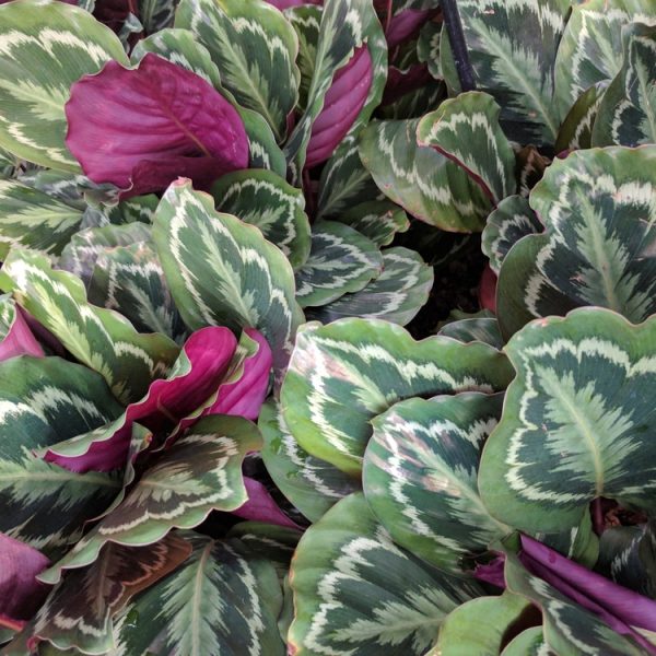 A cluster of Calathea illustris 'Rose Painted Calathea' plants in a 6" pot displays green and white patterned leaves with vibrant purple undersides, thriving beautifully.