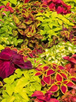 The Coleus 'Assorted Colours' in a 6" pot features a vivid blend of leaves in green, red, pink, and yellow with diverse patterns and textures.