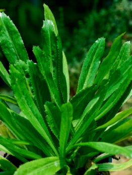 Close-up of vibrant green Coriander 'Perennial' leaves thriving in a 4" pot, highlighting the herb's lush vitality.