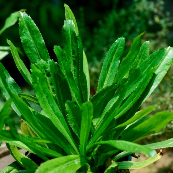 Close-up of vibrant green Coriander 'Perennial' leaves thriving in a 4" pot, highlighting the herb's lush vitality.