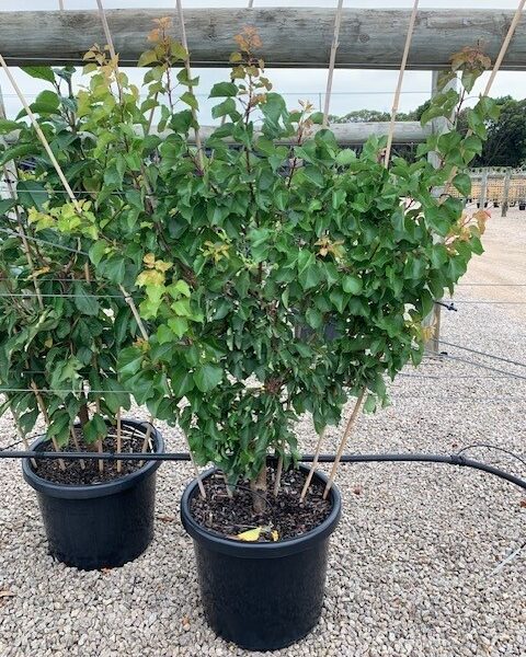 A Prunus 'Sugar' Plum 10" Pot (Copy) shrub grows in a black plastic pot with soil, supported by bamboo stakes, on gravel in an outdoor plant nursery.