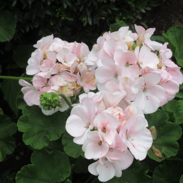 Close-up of Geranium 'Coconut' (Pelargonium) flowers in pale pink and white, surrounded by green foliage. Grown in a 4" pot.