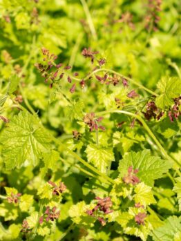 Tolmiea 'Golden Piggyback Plant' in a 5" pot features bright green foliage and clusters of small purple-brown flowers on slender stems.