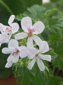 Close-up of Geranium 'Lime' in a 4" pot, featuring white flowers with pale pink veins and vibrant green leaves.