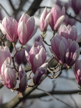 Close-up of a branch with pink and white flowers of the magnolia 'Veitchii' 13" Pot in bloom against a blurred backdrop, thriving beautifully.