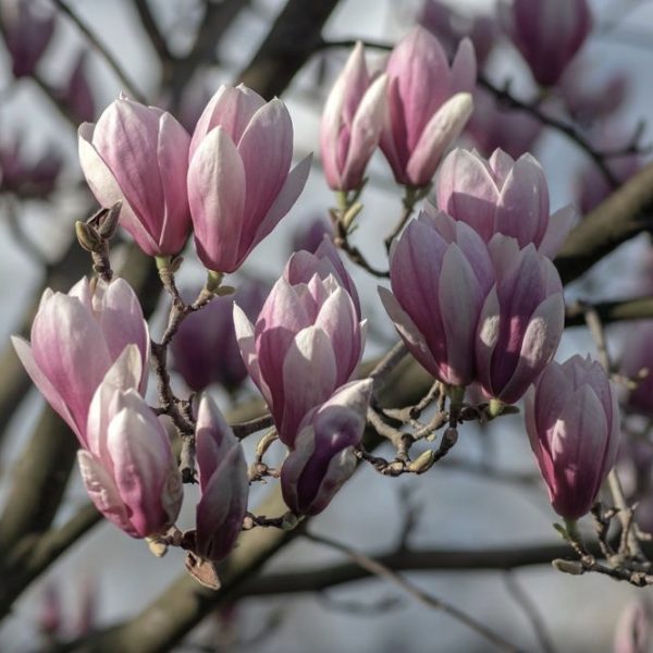 Close-up of a branch with pink and white flowers of the magnolia 'Veitchii' 13" Pot in bloom against a blurred backdrop, thriving beautifully.