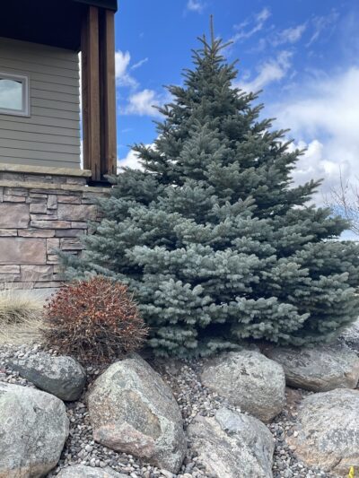 A large evergreen tree is planted among rocks and gravel beside a house with stone siding under a partly cloudy sky.