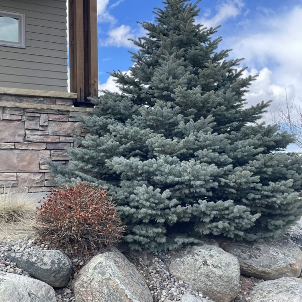 A large evergreen tree is planted among rocks and gravel beside a house with stone siding under a partly cloudy sky.