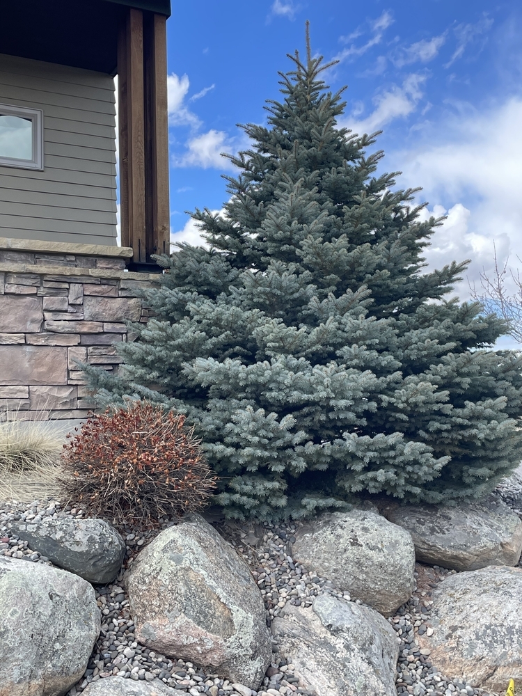A large evergreen tree is planted among rocks and gravel beside a house with stone siding under a partly cloudy sky.