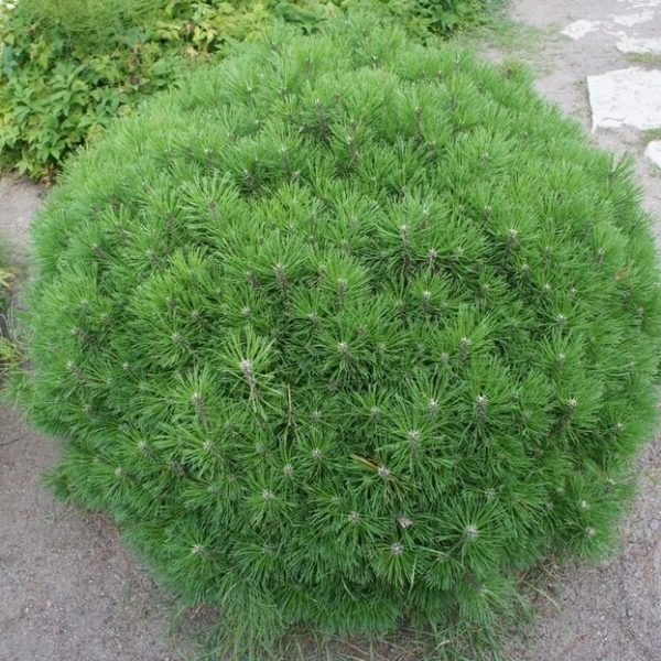 Pinus 'Low Glow' in a 13" pot is a dense, rounded pine with needle-like leaves, thriving along paths and among stones to add bold greenery to your landscape.