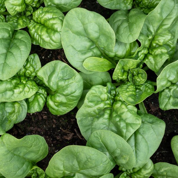 Spinach 'English' 4" Pot features healthy spinach leaves growing in rich soil, viewed from above. Lush green foliage fills the pot for a fresh look.