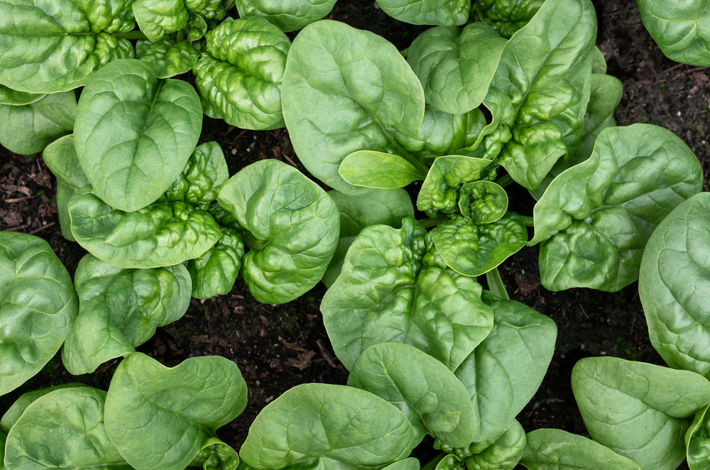 Spinach 'English' 4" Pot features healthy spinach leaves growing in rich soil, viewed from above. Lush green foliage fills the pot for a fresh look.