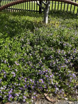 Purple flowers and dense green foliage cover the ground near a metal fence and tree. A curved metal bar is visible in the foreground.
