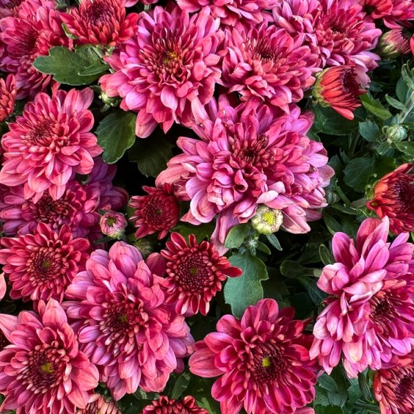 Close-up of a cluster of vibrant pink and red chrysanthemum flowers with green leaves visible among the blooms.