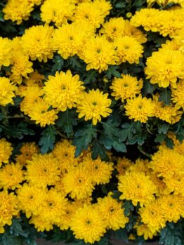 Chrysanthemum ‘Milkshake Banana Yellow’ 6" Pot features clusters of bright yellow blooms with lush green leaves, creating a vibrant display.