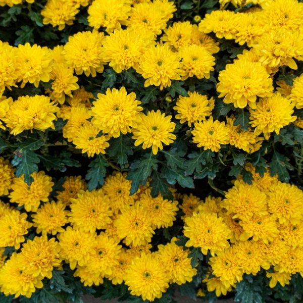 Chrysanthemum ‘Milkshake Banana Yellow’ 6" Pot features clusters of bright yellow blooms with lush green leaves, creating a vibrant display.
