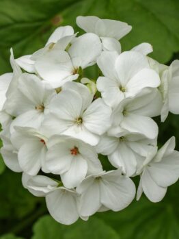 The Geranium 'Big White' in a 6" pot features striking clusters of white blooms set against lush green foliage.