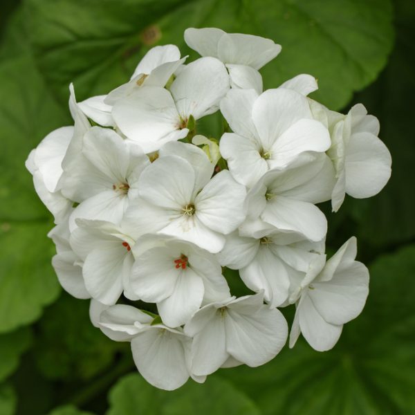 The Geranium 'Big White' in a 6" pot features striking clusters of white blooms set against lush green foliage.