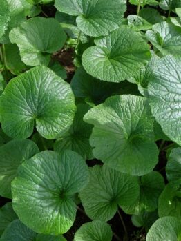 Close-up of dense, round green leaves with textured surfaces and visible veins of Wasabia Japonica 'Real Wasabi' 5" Pot—ideal for home cultivation.