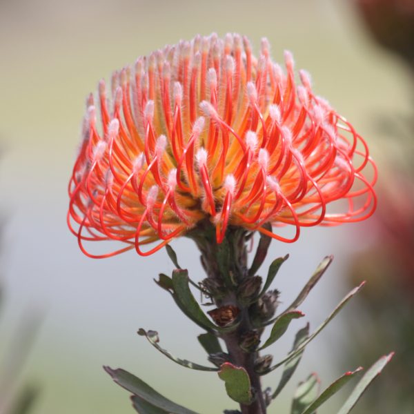 Close-up of an orange pincushion protea flower with curved, thin petals and green leaves against a blurred background.