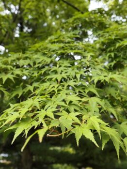 Close-up of Acer 'Oliver's Maple' leaves in an 8" pot, displayed with a soft-focus backdrop of vibrant foliage.