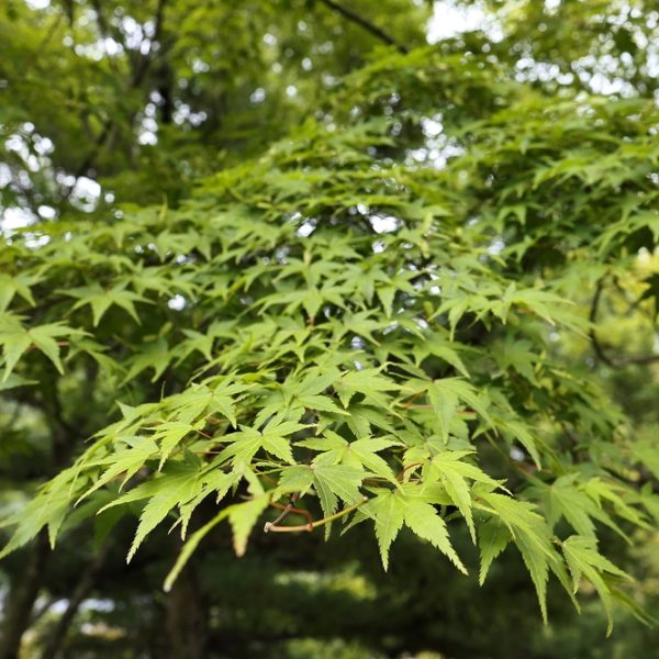 Close-up of Acer 'Oliver's Maple' leaves in an 8" pot, displayed with a soft-focus backdrop of vibrant foliage.