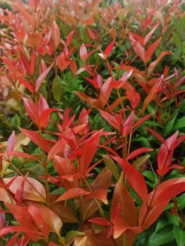 The Acmena 'Sunrise' Dwarf Lilly Pilly 8" Pot features dense growth with vibrant red and green new foliage. This hardy plant is ideal for pots or hedges and comes in a convenient 8-inch pot for easy planting.