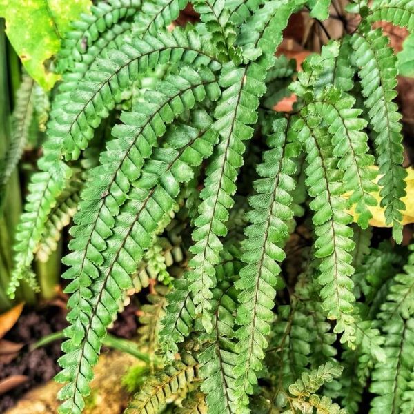 Close-up of Adiantum 'Rough Maidenhair Fern' fronds with segmented leaves in an 8" pot, set against a natural foliage and soil background.
